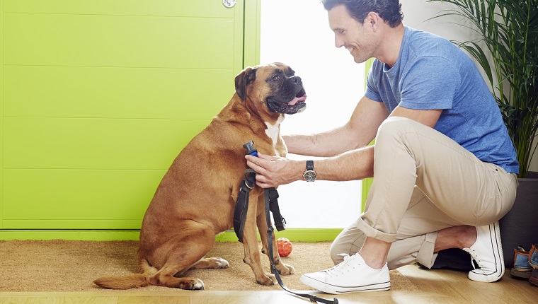 Man at door putting leash on dog to go for walk