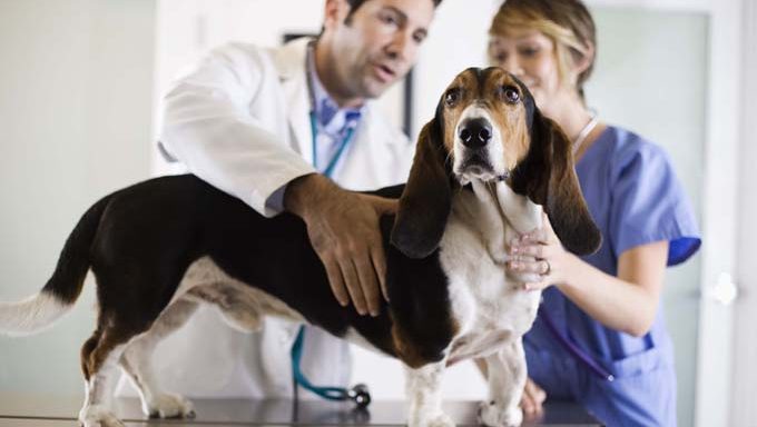 basset hound mix at vet