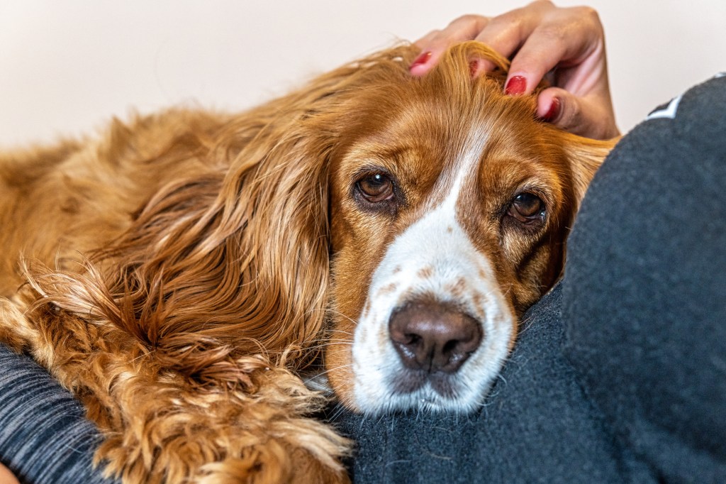 senior dog resting on woman's lap