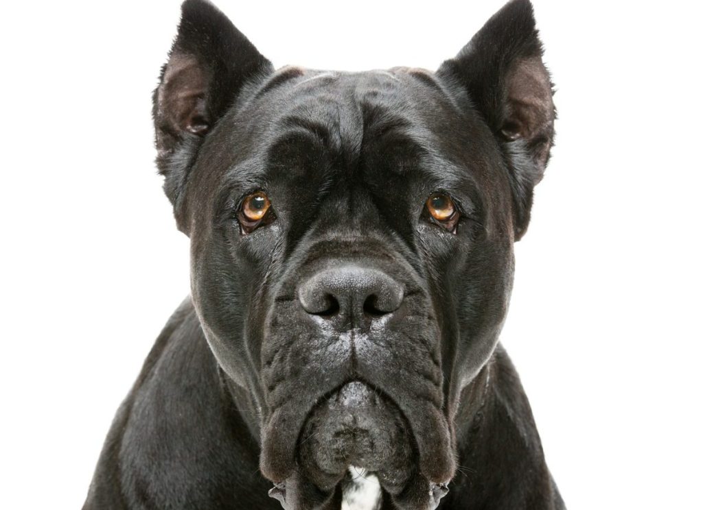 Cane Corso