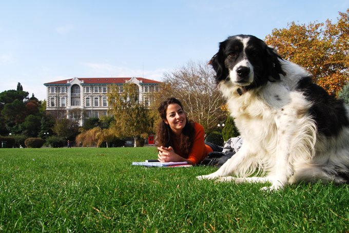 Scientists found a 60 percent decrease in self-reported loneliness and anxiety among students when they were provided with animal-assisted therapy dogs. (Picture credit: Getty Images)