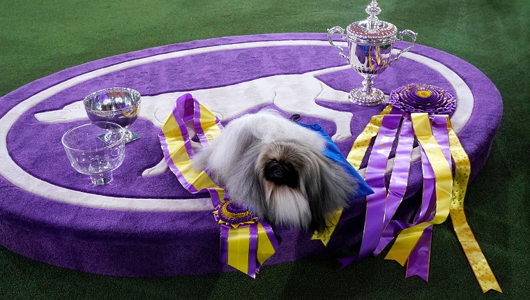 Pekingese dog "Wasabi" is seen with the trophy after winning Best in Show at the 145th Annual Westminster Kennel Club Dog Show June 13, 2021 at the Lyndhurst Estate in Tarrytown, New York. - Spectators are not allowed this year, apart from dog owners and handlers, because of safety protocols due to Covid-19. (Photo by TIMOTHY A. CLARY / AFP)