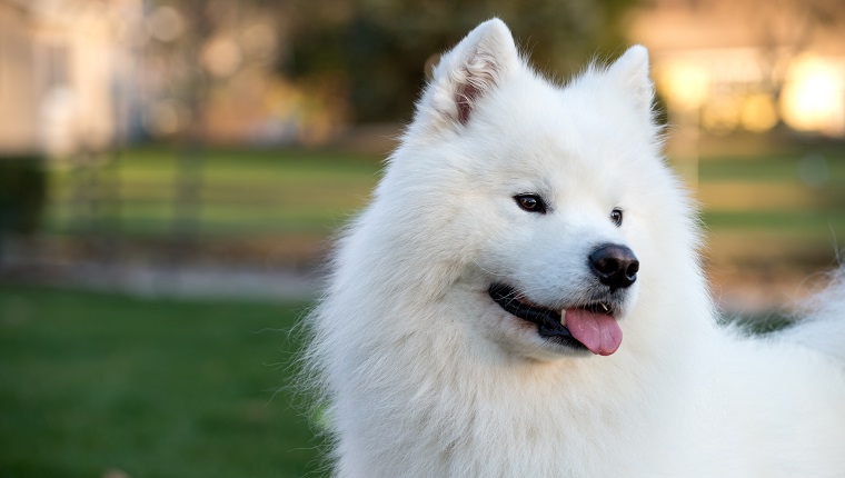 Portrait of Samoyed