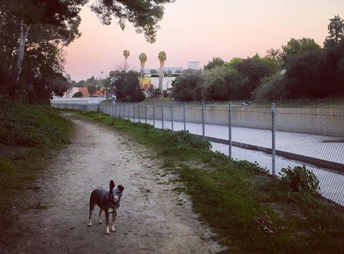 los-angeles-hiking-dogs-la-river