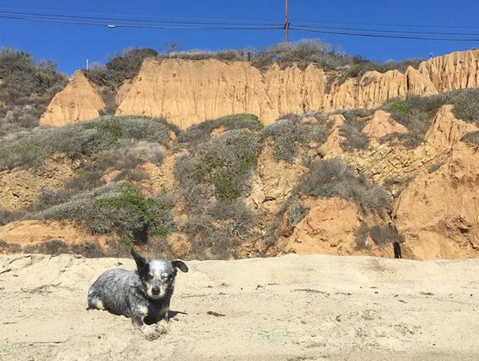 zuma-hiking-dogs-los-angeles