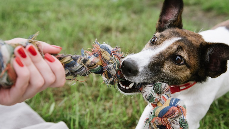 dog play with rope in green grass. top view