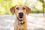 A "Fox Red" labrador retriever dog smiles outdoors.