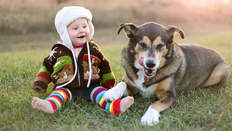 An adorable 8 month old baby girl is bundled up in a sweater and wearing a winter earflap hat looking lovinlgy at her pet German Shepherd dog as they sit and laugh ouside on a cold fall day.