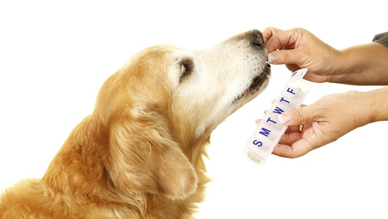 An older Golden Retriever takes a pill from a human's hand.