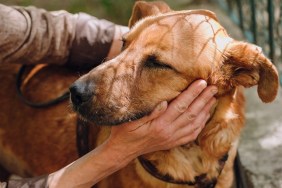 people hands caress brown old dog in city street, sweet emotions. person hugging scared sweet doggy with sad eyes. homeless dog looking for home. adoption concept