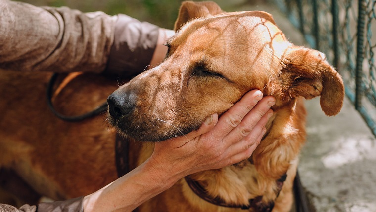 people hands caress brown old dog in city street, sweet emotions. person hugging scared sweet doggy with sad eyes. homeless dog looking for home. adoption concept