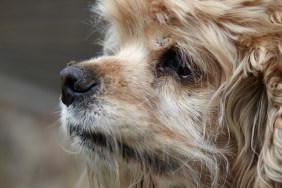 Close-up of an American Cocker Spaniel snout with mosquito sitting on it and sucking blood