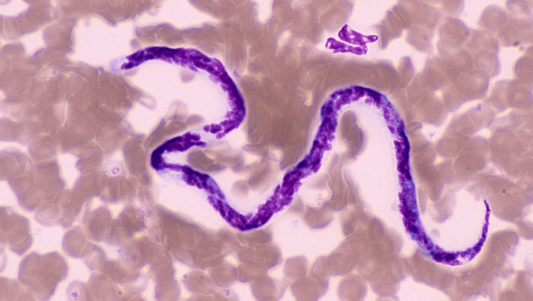 DOG HEART WORM. DIROFILARIA IMMITI.S MICROFILARIAE. BLOOD SMEAR, 250X (SI) SIM TO 96705