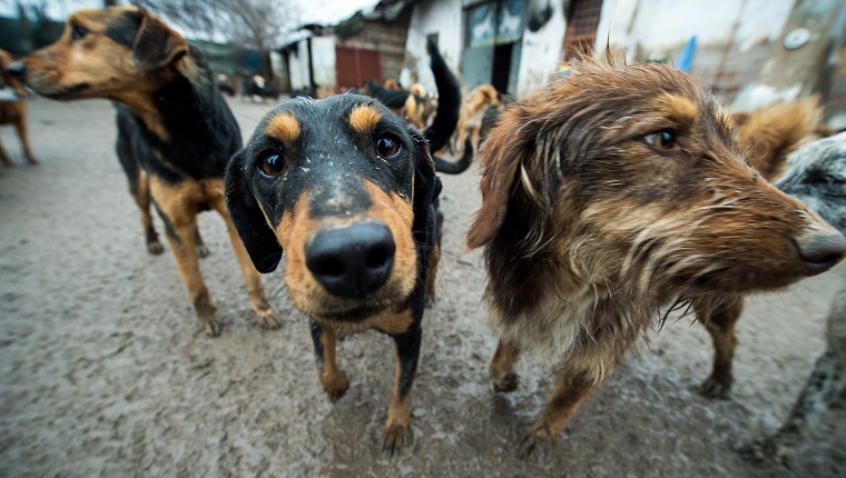 Several stray dogs stand on a dirt road.