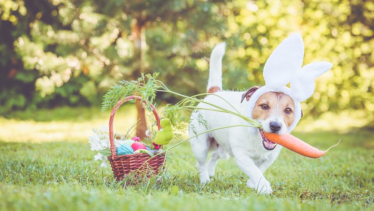 Jack Russell Terrier dog next to basket with traditional Easter symbols