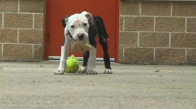 Jake as a puppy plays with a big leaf and a chewed up tennis ball.