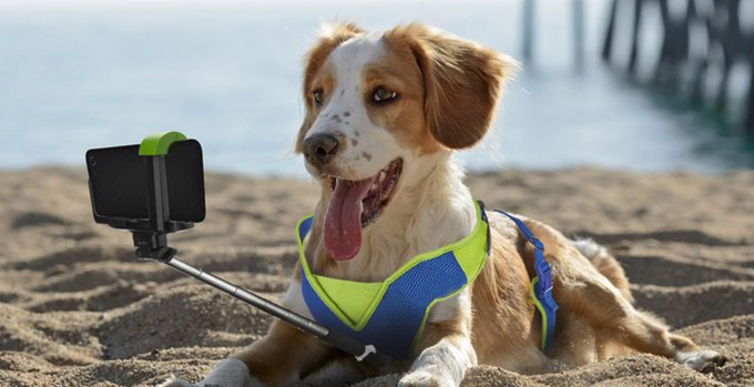 selfie-stick-dogs