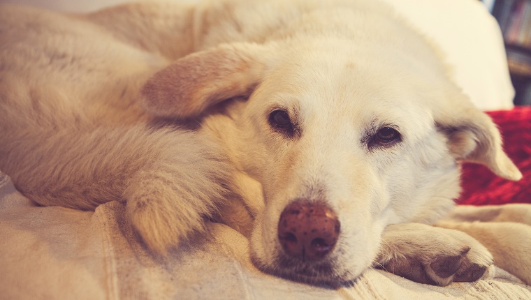 Senior dog on the sofa