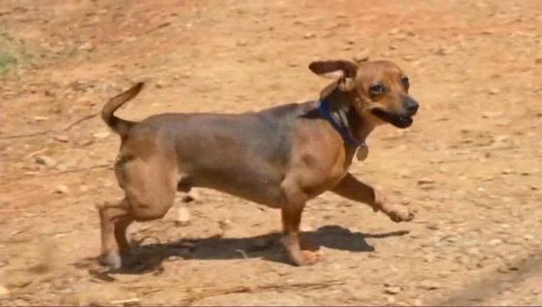 Banjo runs on a dirt road.