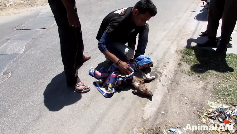 Workers towel off the dog on the side of the road.