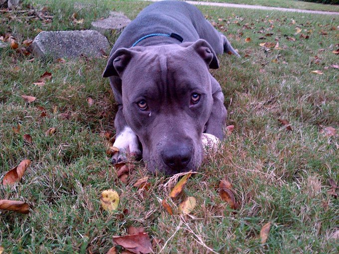 Close-Up Of Dog Resting In Field