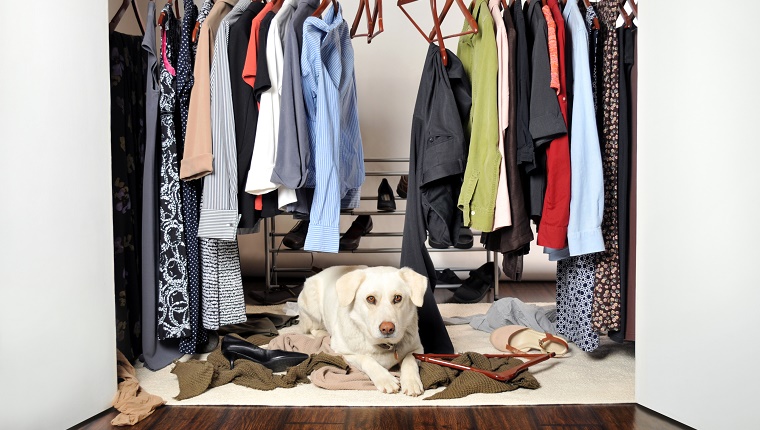 Labrador Dog Lying Down Inside a Closet he has Destroyed