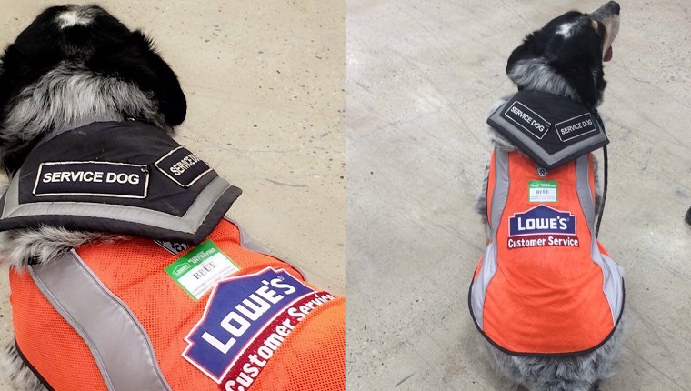 Blue has an employee vest