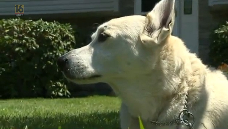 guy is a small white dog