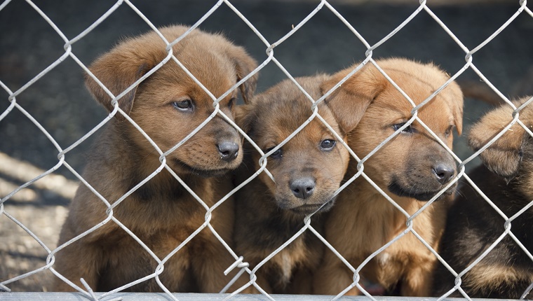 Puppies at a rescue shelter.  Quite a sad expression on the middle puppy.