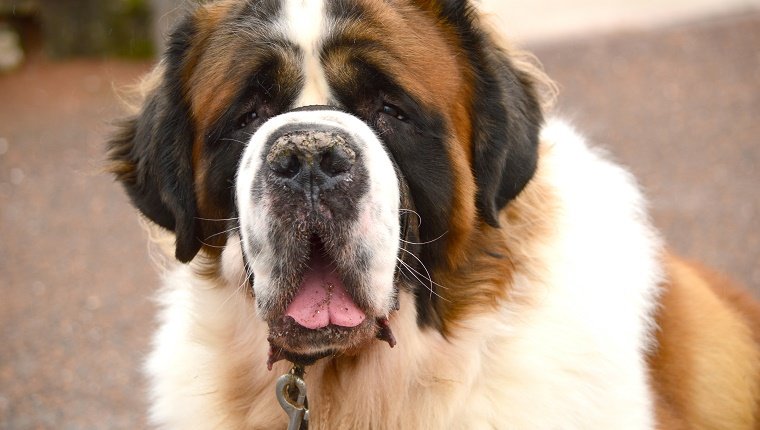 Close-Up Of Dog Sticking Out Tongue