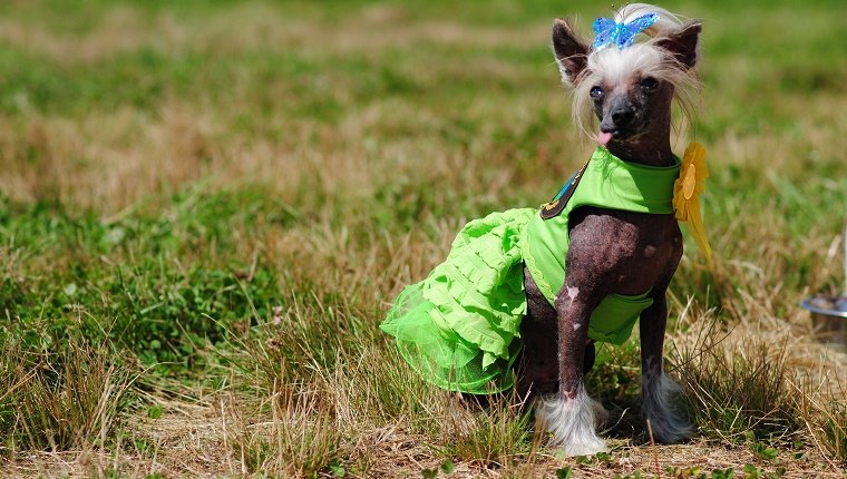 Prize-winning small dog wearing green outfit and sporting top-dog ribbon at a dog show