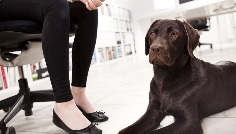 Labrador Retriever lying on the floor in the office besides owner