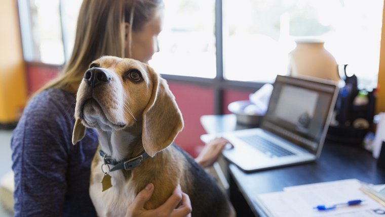 Woman working at laptop with Beagle on lap