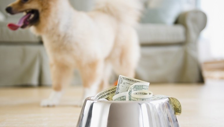 Dog dish full of money