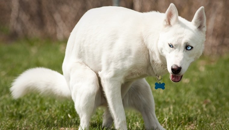 Husky with blue eyes pooping in a dog park