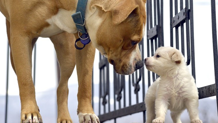 Picture poodle puppy playing with senior amstaff