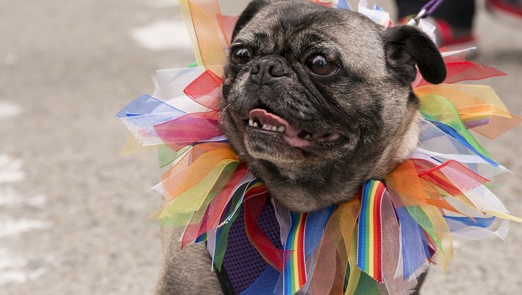 A small pug wearing a rainbow collar participating in the Seattle Pride Parade mid day.