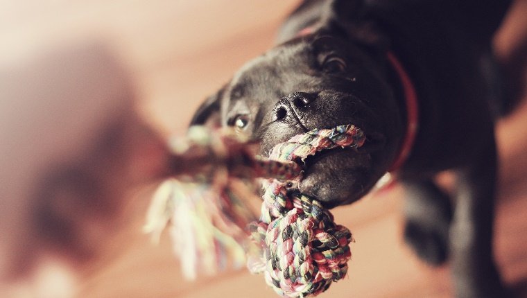 tug of war, playing with dog, bokeh