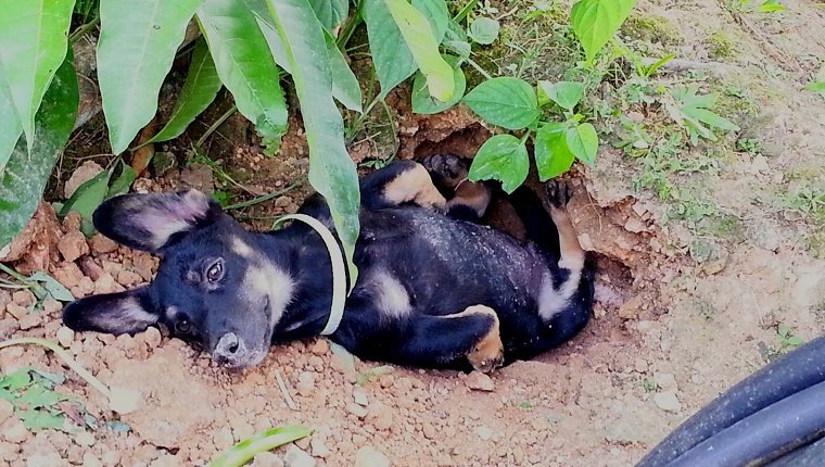 Portrait Of Puppy In Backyard