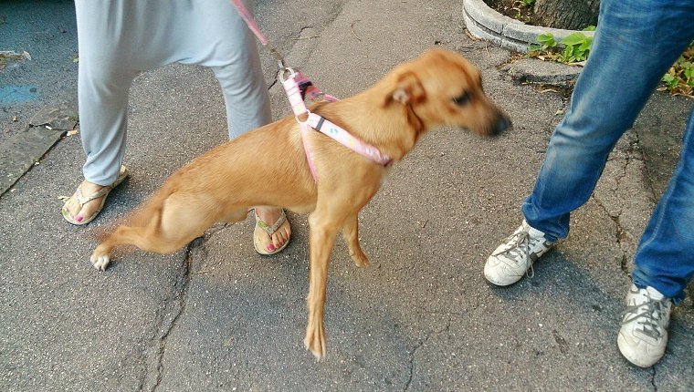 Woman Pulling Dog While Standing On Street