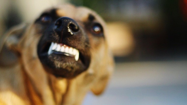 Close-Up Of Snarling Stray Dog