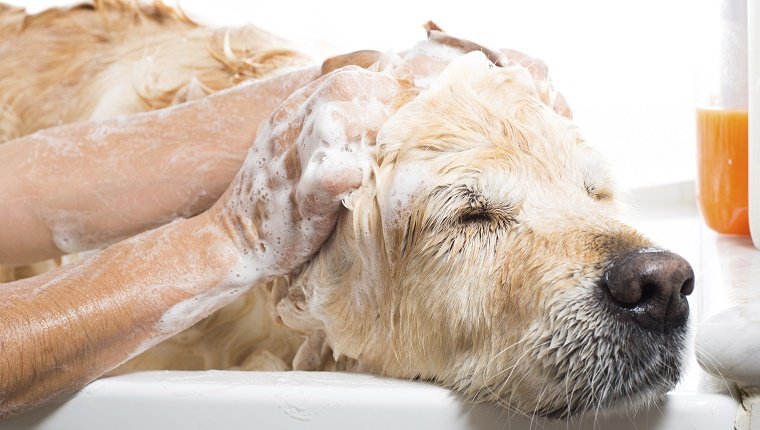 A dog taking a shower with soap and water