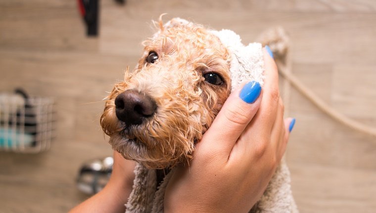 Dog grooming a poodle in a grooming saloon.