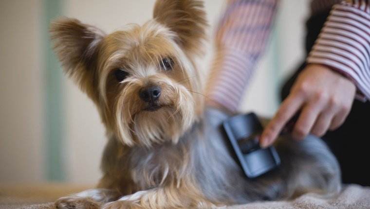 Yorkshire Terrier being groomed with brush, looking at camera