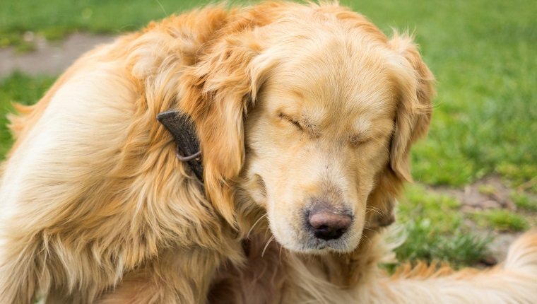 Adult Golden Retriever Scratching fleas