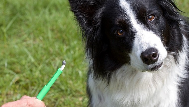 Part of hand holding a tick tweezers with tic in it which was on that dog.