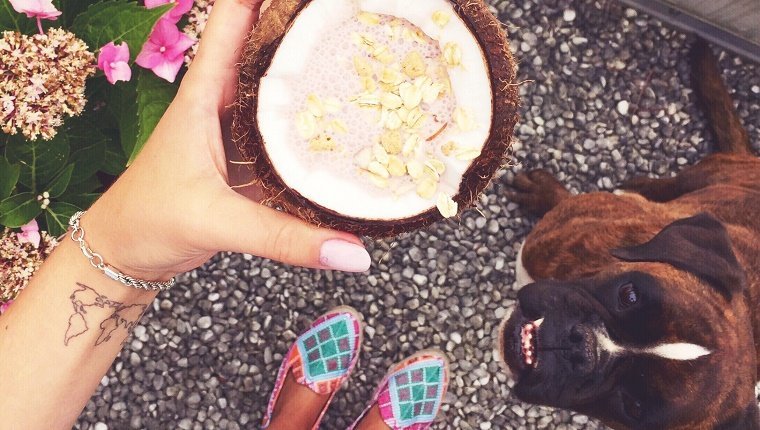 Low Section Of Woman Holding Coconut While Standing On Footpath With Boxer Dog