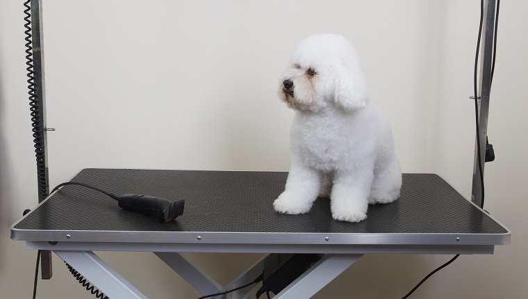 Bichon Frise on grooming parlour table tear stains