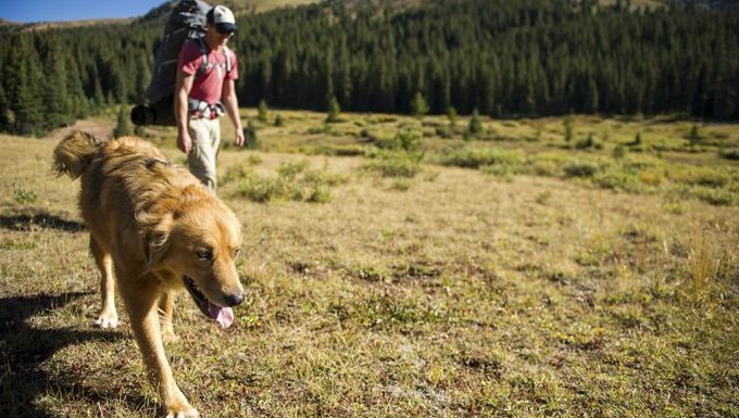 man and dog hike in sun