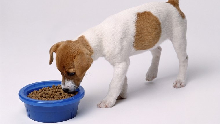 JACK RUSSELL PUPPY